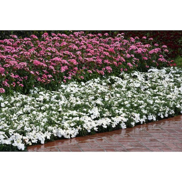 Unbranded 1.27 qt. White Dianthus Plant (6-Pack)