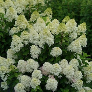 2 Gal. Quick Fire Fab Panicle Hydrangea (Paniculata) Live Shrub with White to Red Flowers