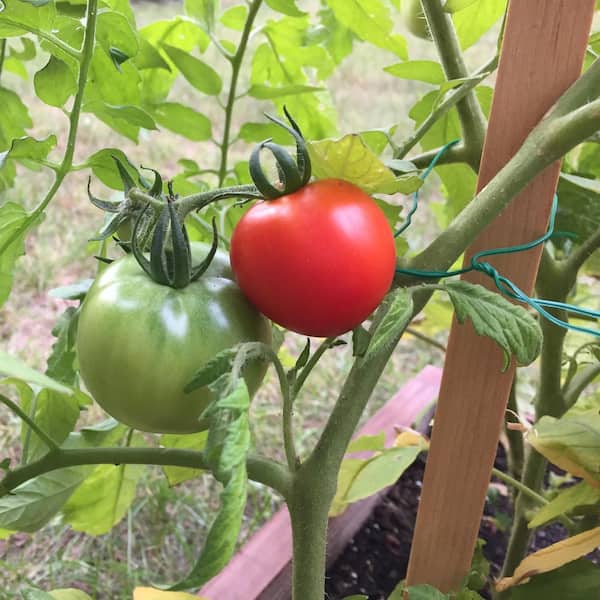 48 in. Wood Tomato Stake (12-Pack)