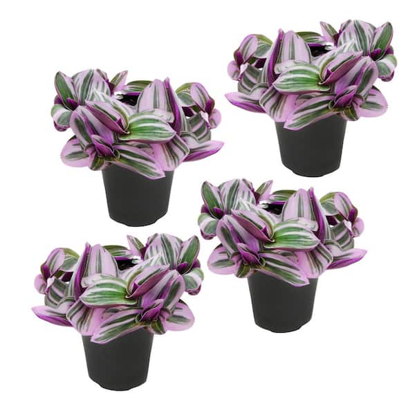Live Tradescantia 'Nanouk' Spiderwort Plant (4 Pack), Easy Variegated Trailing Vine, 4 in. Grower Pot, Outdoor & Indoor