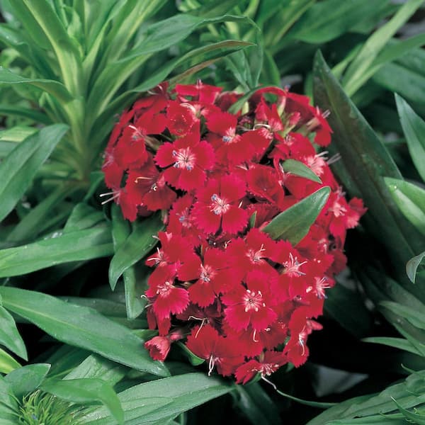 Unbranded 1 Qt. Red Dianthus Plant