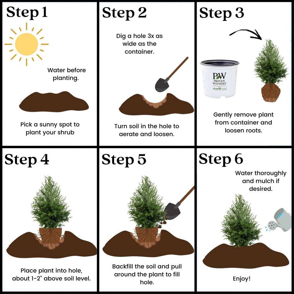 Cedar Rapids Evergreen Cypress Shrub in 2-Gallon Container
