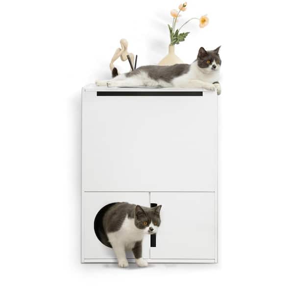 Kitten In The Litter Box Stock Photo - Download Image Now - Litter