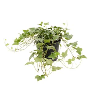 6 in. English Ivy Glacier (Hedera helix Variegata) Plant in Grower Pot