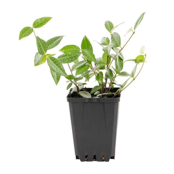1-Pint Asiatic Jasmine Perennial Plant