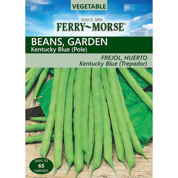 Ferry-Morse Bean Kentucky Blue Seed