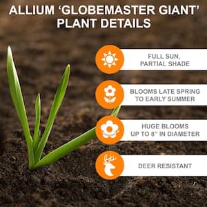 20/22cm, Globemaster Giant Allium Flower Bulbs, Purple (Bag of 10)