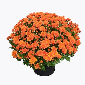 3 Qt. Chrysanthemum (Mum) Plant with Orange Flowers