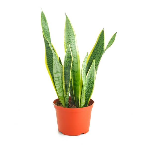Shop Succulents Sansevieria Laurentii Snake Plant, Live Indoor Plant, Easy Care Air Purifying Tropical Houseplant in 6 in. Grower Pot