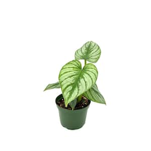 6 in. Philodendron Mamei Silver Plant in Grower Pot