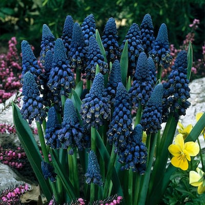Blue Grape Hyacinths Giant Cobalt Bulbs (25-Pack)
