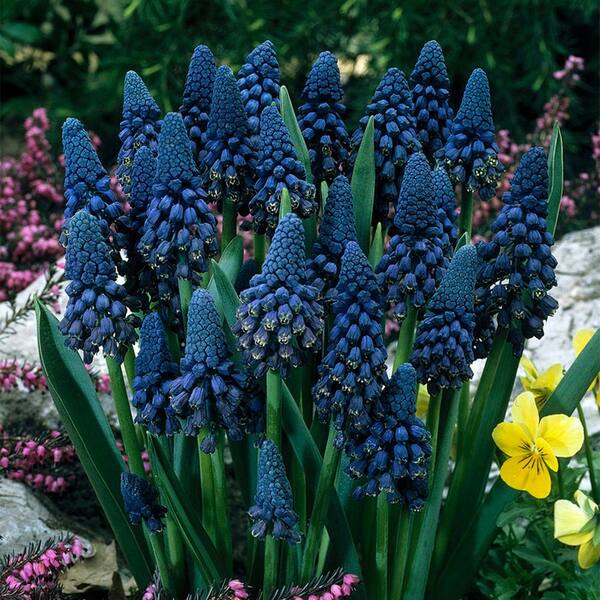 Van Zyverden Inc Blue Grape Hyacinths Giant Cobalt Bulbs 25 Pack The Home Depot