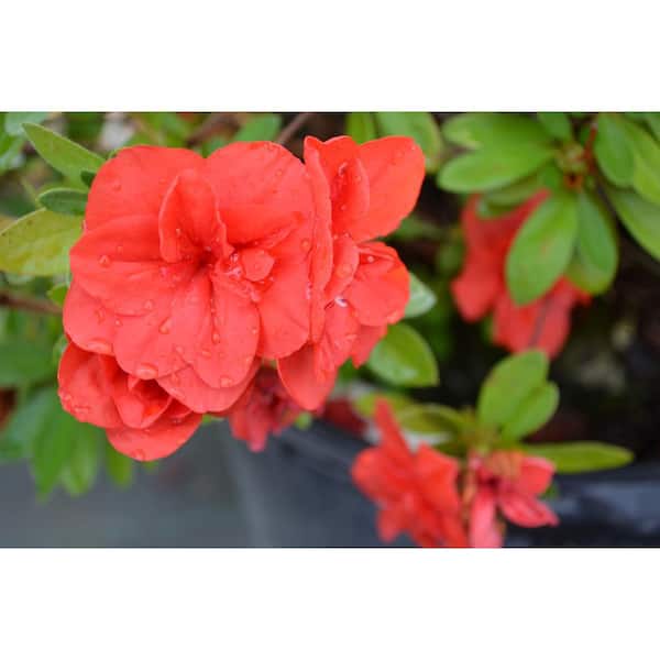 7 Gal. Azalea Flowering Live Shrub with Assorted Color Blooms