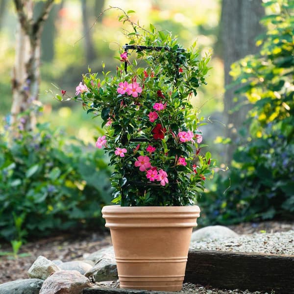 【専用】『在庫セール』ワンサイデッドウィンターグリーン　フラワーエッセンス DIRECT GARDENING Pink Flowering Mandevilla Vine Tropical Starter