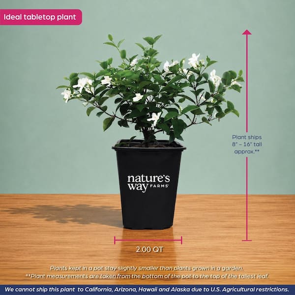 NATURE'S WAY FARMS 2 qt. Asian Snow Jasmine Flowering Shrub with