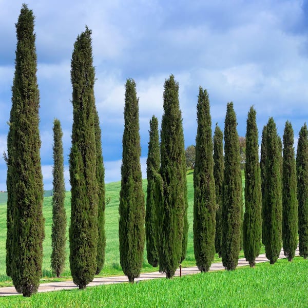 3 Gal Evergreen Italian Cypress Tree, Cypress Tree Care Landscaping Inc