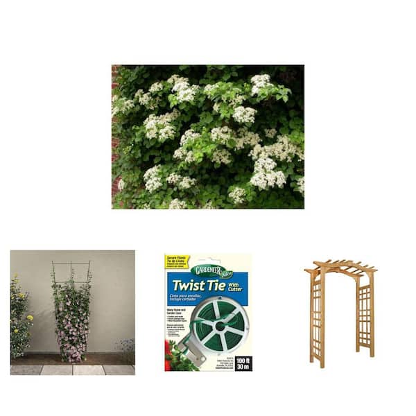 2 Gal. White Climbing Hydrangea, 72 in. Ivy Green Trellis, Twist Tie and 47 in. x 18 in. x 86 in. Cedar Arbor Combo