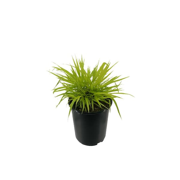 Unbranded 2.5 qt. Perennial Grass Hakonechloa m. Aureola