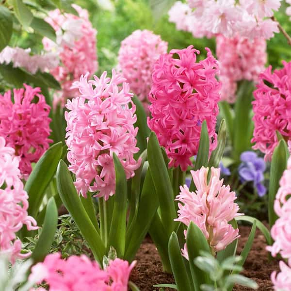 Garden State Bulb 14/15 cm Hyacinth Bulbs Pink Collection Mixed (Bag of 100)