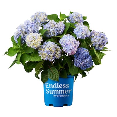 Assorted Colors Outdoor Plants Garden Center The Home Depot