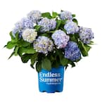 1 Gal. Original Hydrangea Plant with Pink and Blue Flowers (2-Pack)