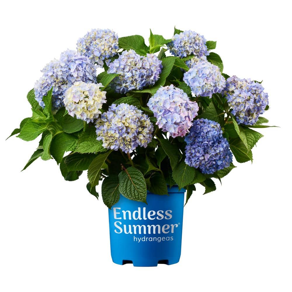 Image of A hanging basket of Endless Summer hydrangeas on a patio