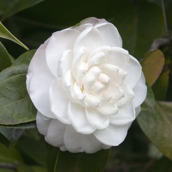 national PLANT NETWORK 3 gal. Camellia Japonica Seafoam Shrub