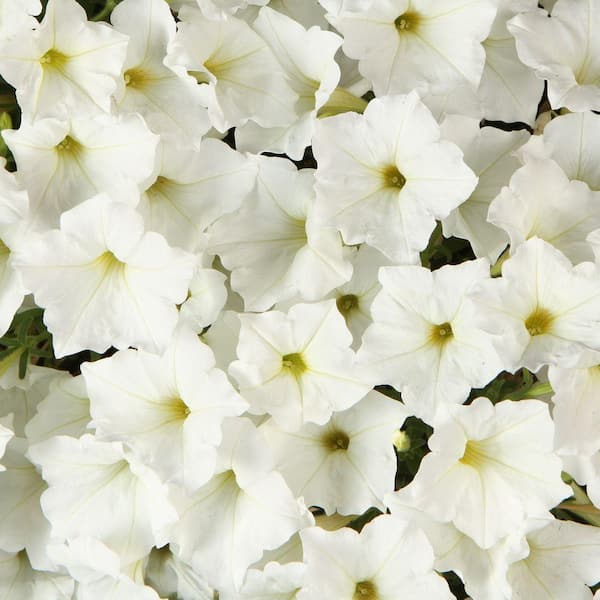 PROVEN WINNERS Supertunia White (Petunia) Live Plant, White Flowers, 4.25 in. Grande