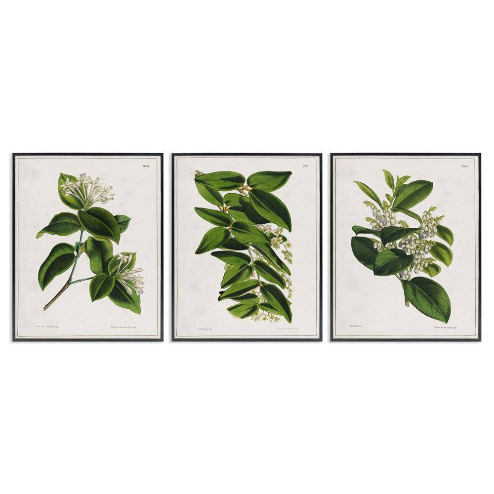 Vintage Forest Flower Studies by Tina Higgins Designs, Inc 3-Piece Black Framed Nature Giclee Art Print 30 in. x 24 in.