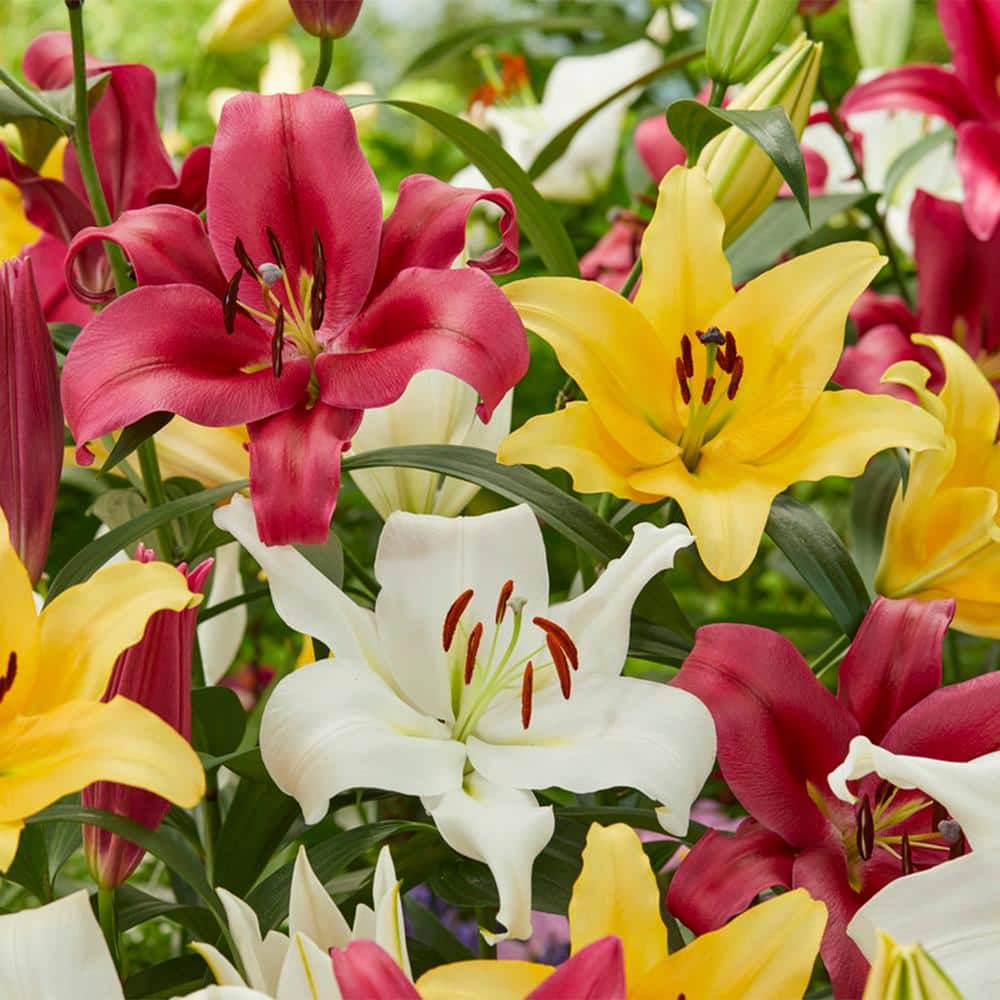 VAN ZYVERDEN Lilies Fragrant Orienpet Blend (Set of 9 Bulbs