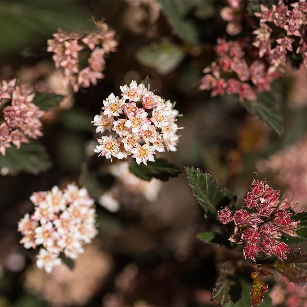 2 Gallon White Ninebark Deciduous Flowering Shrub