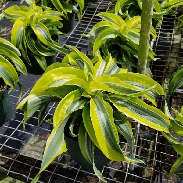 Wekiva Foliage Lemon Surprise Dracaena-Live Plant in an 8 Inch Pot-Dracaena Deremensis 'Lemon Surprise'-Indoor Houseplant