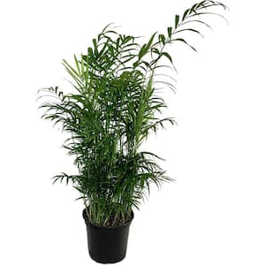 Neanthe Bella Parlor Palm-Live Plant in an 10 Inch Pot-Chamaedorea Elegans-Beautiful Clean Air Indoor Houseplant