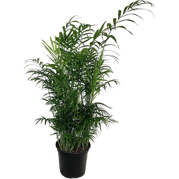 Wekiva Foliage Neanthe Bella Parlor Palm-Live Plant in an 10 Inch Pot-Chamaedorea Elegans-Beautiful Clean Air Indoor Houseplant