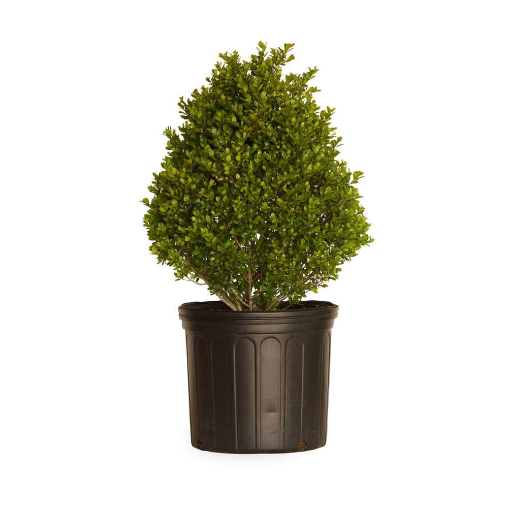 flowerwood-shrubs-hedges-