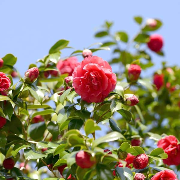 national PLANT NETWORK 1 Gal. Camellia Japonica Blood of China