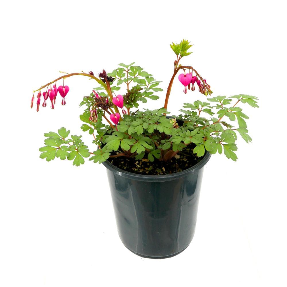 Perennial Dicentra Bleeding Heart 2.5 qt.