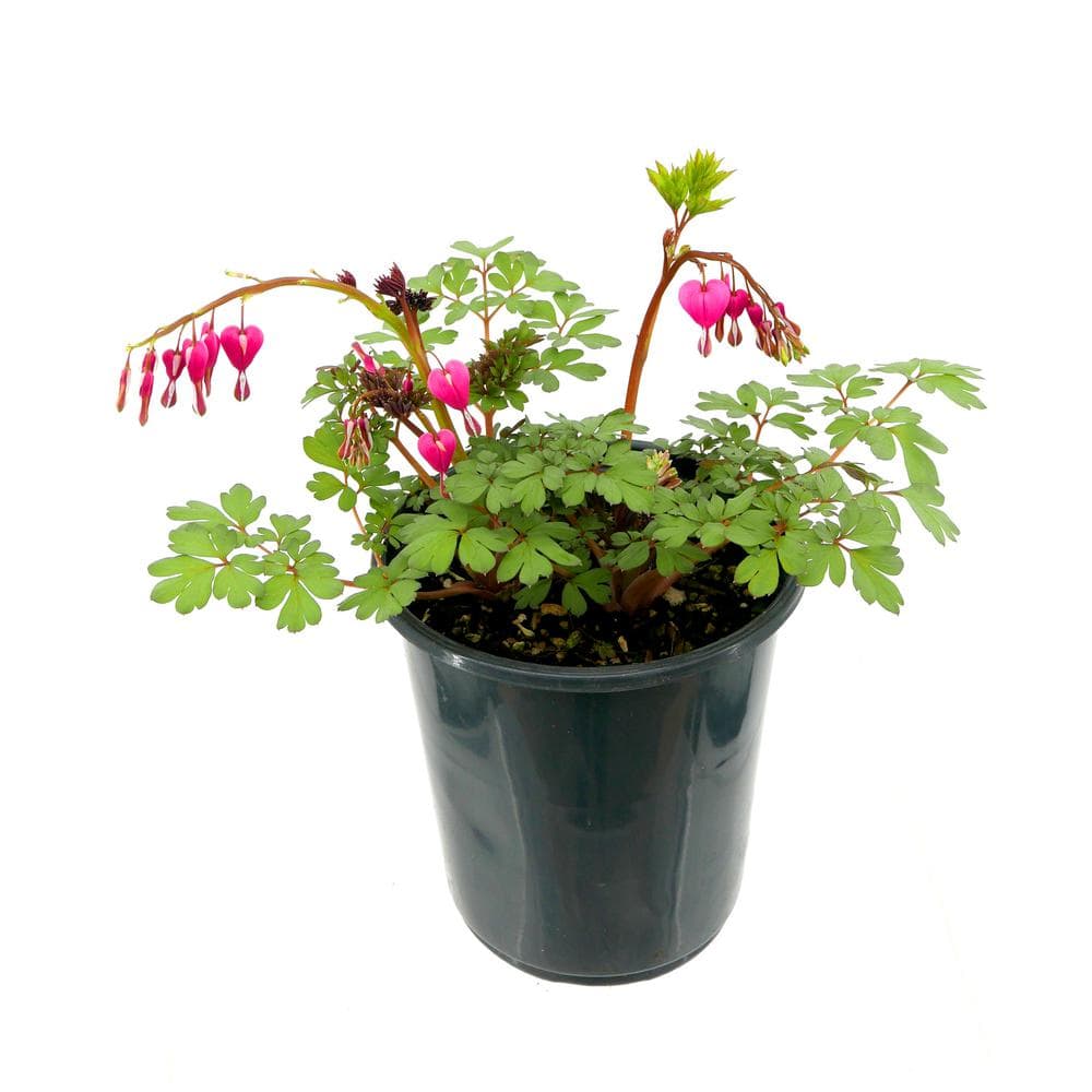 Perennial Dicentra Bleeding Heart 2.5 qt. 2026 - The Home Depot