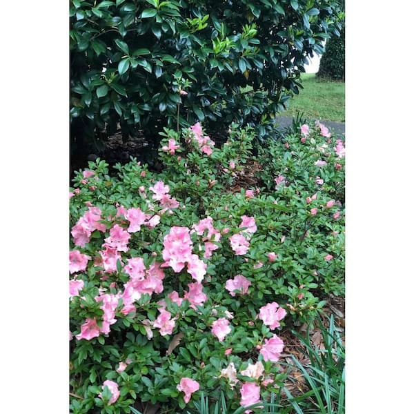 ENCORE AZALEA 1 Gal. Autumn Sweetheart - Pink Re-Blooming