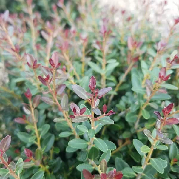 Bordeaux Yaupon Holly - Evergreen Landscape and Garden Shrub - 2.5 Qt