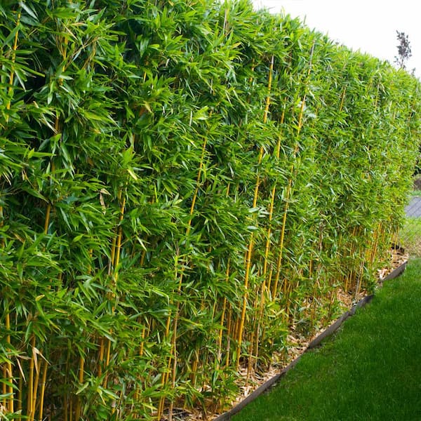 How to Grow and Care for Golden Bamboo Indoors