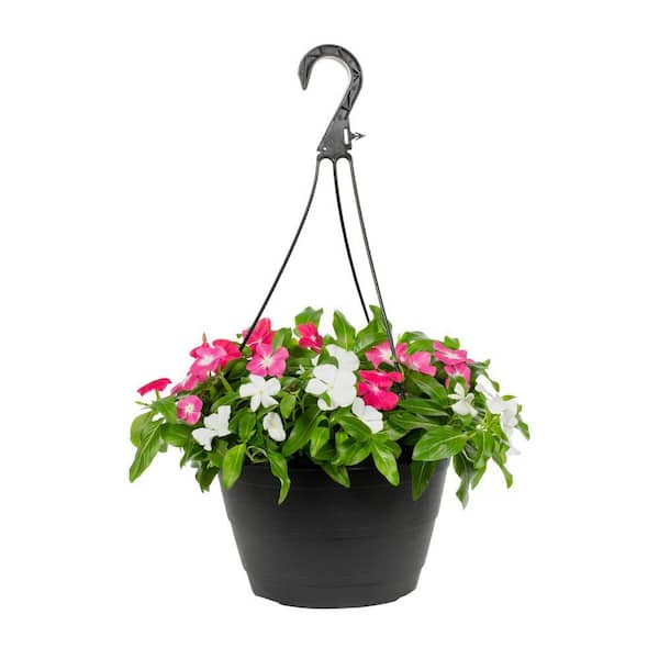 METROLINA GREENHOUSES 1.25 Gal. Vinca Trailing Swirl Hanging Basket Annual Plant (1-Pack)