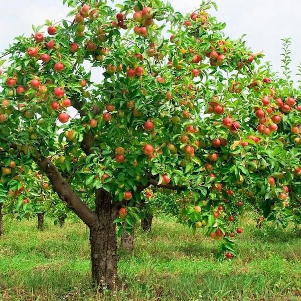 5 Gal. Haralson Semi Dwf Apple Tree APPHAR05GD - The Home Depot
