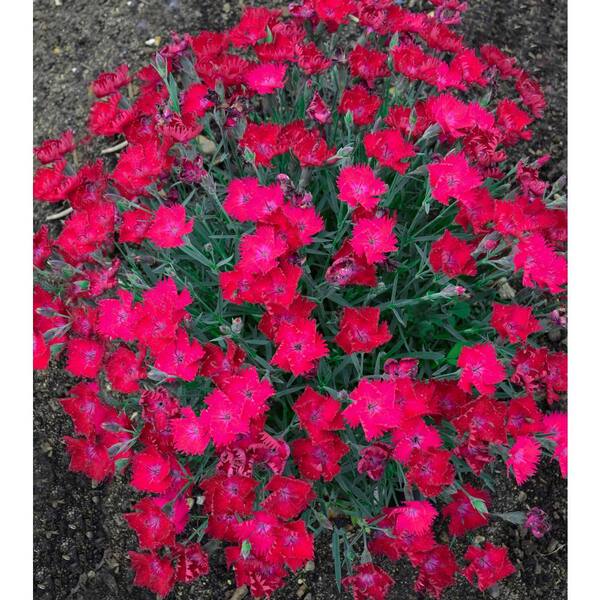 PROVEN WINNERS Paint the Town Magenta Pinks (Dianthus) Live Plant, Pink Flowers, 0.65 Gal.