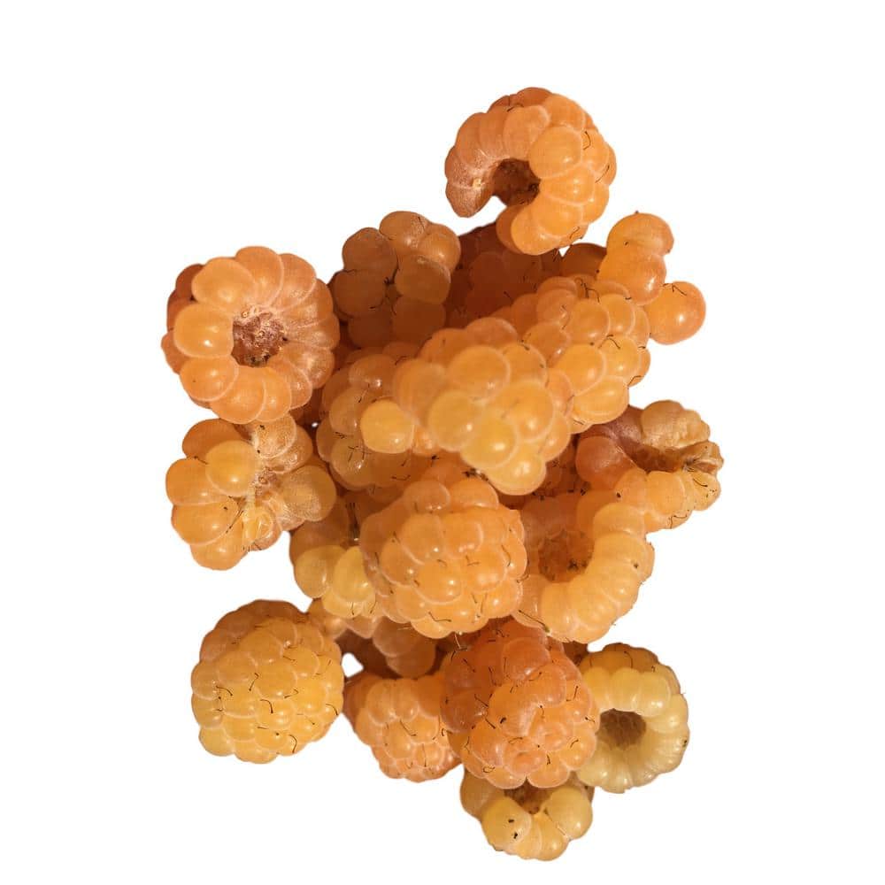 Kiwi Golden Raspberry Plant in a 4 in. Pot