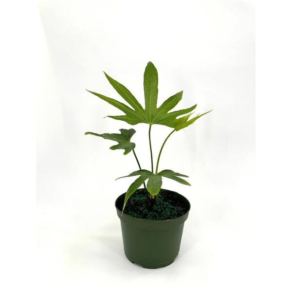 acer palmatum little princess bonsai Acer palmatum 'Little Princess' | Outdoor Plant