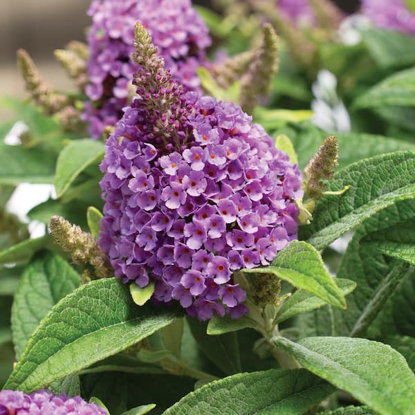 BLOOMABLES 3.25 in. Bloomables Dwarf Dapper Lavender Buddleia Butterfly Bush with Light Purple Flowers (3-Piece)