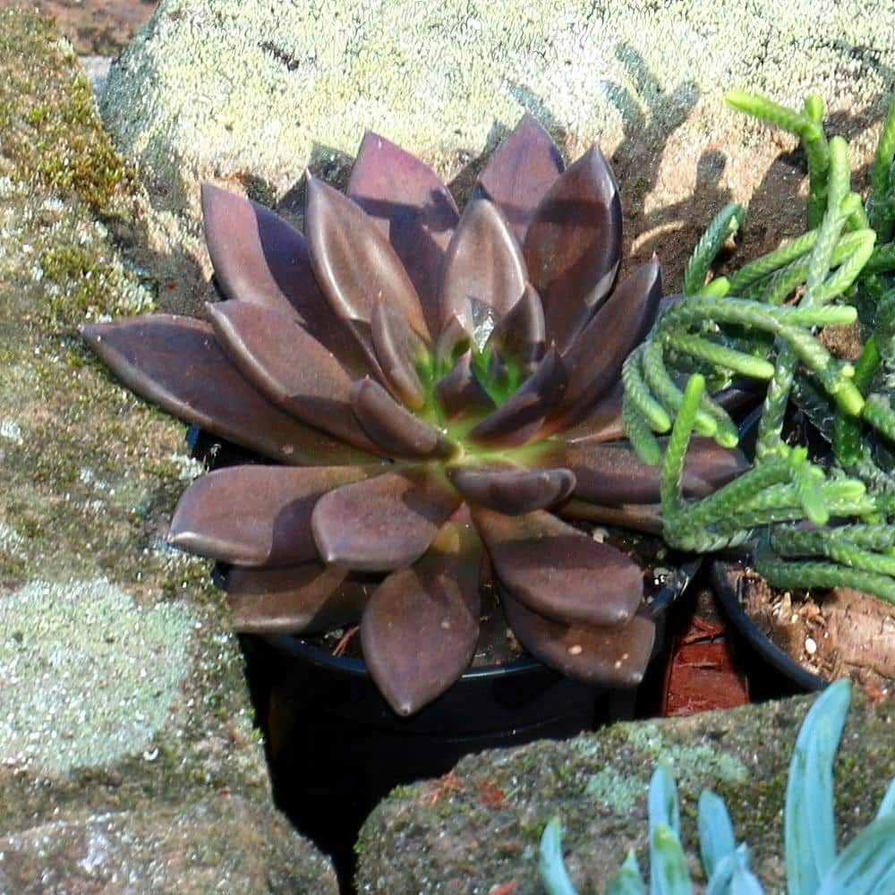 national PLANT NETWORK 4 in. Echeveria Serrana Plant (3-Pack) HD1746 ...