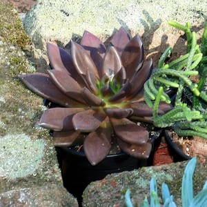 4 in. Echeveria Serrana Plant (3-Pack)