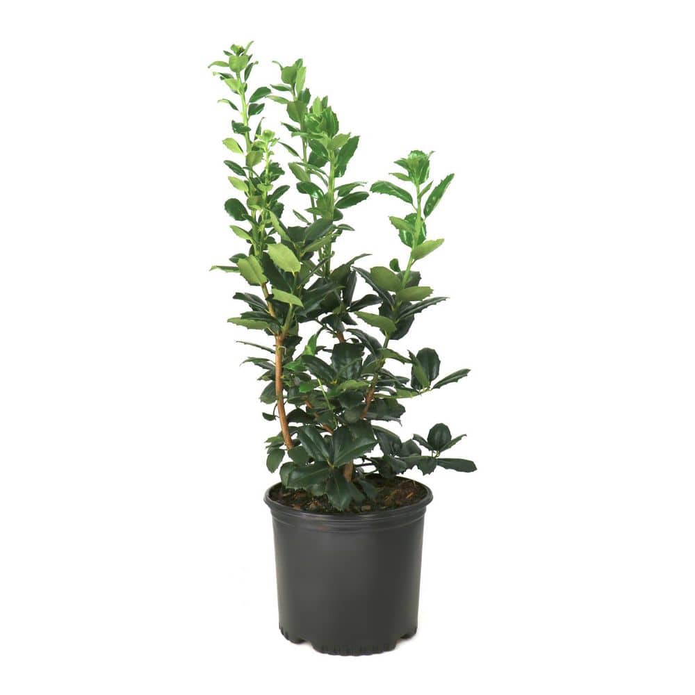national-plant-network-shrubs-